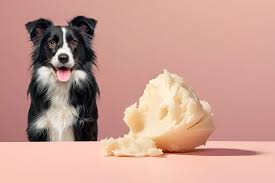 shea butter for dogs skin